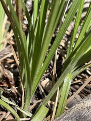 Carex whitneyi