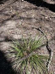 Carex whitneyi