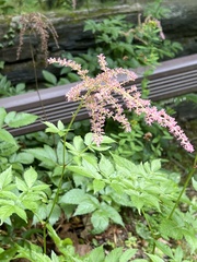 Astilbe × arendsii