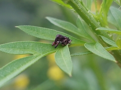 Conotrachelus rectirostris