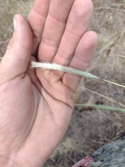 Bothriochloa saccharoides