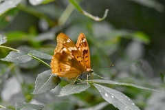 Apatura ilia clytie