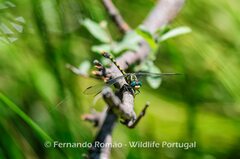Onychogomphus uncatus