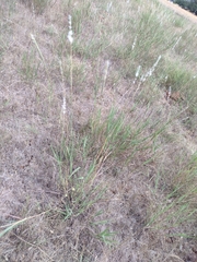 Bothriochloa saccharoides