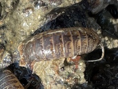 Cirolana harfordi