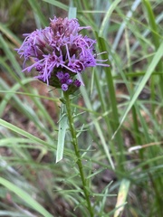 Liatris squarrosa