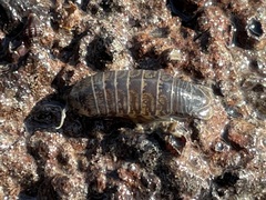 Cirolana harfordi
