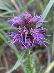 Liatris squarrosa