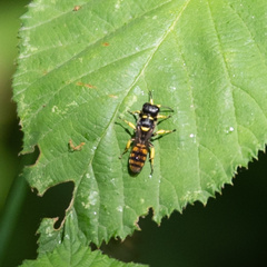Ectemnius cephalotes