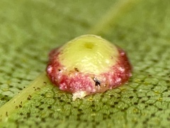 Caryomyia glebosa