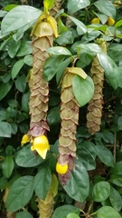 Gmelina philippensis