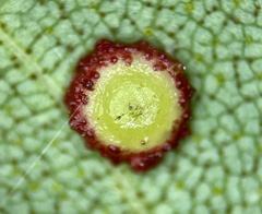 Caryomyia glebosa