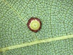 Caryomyia glebosa