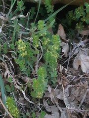 Cruciata glabra