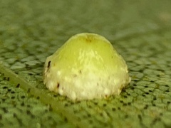 Caryomyia glebosa