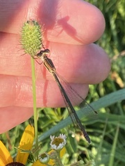 Lestes unguiculatus