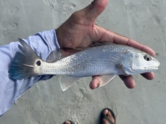 Red Drum photo 5