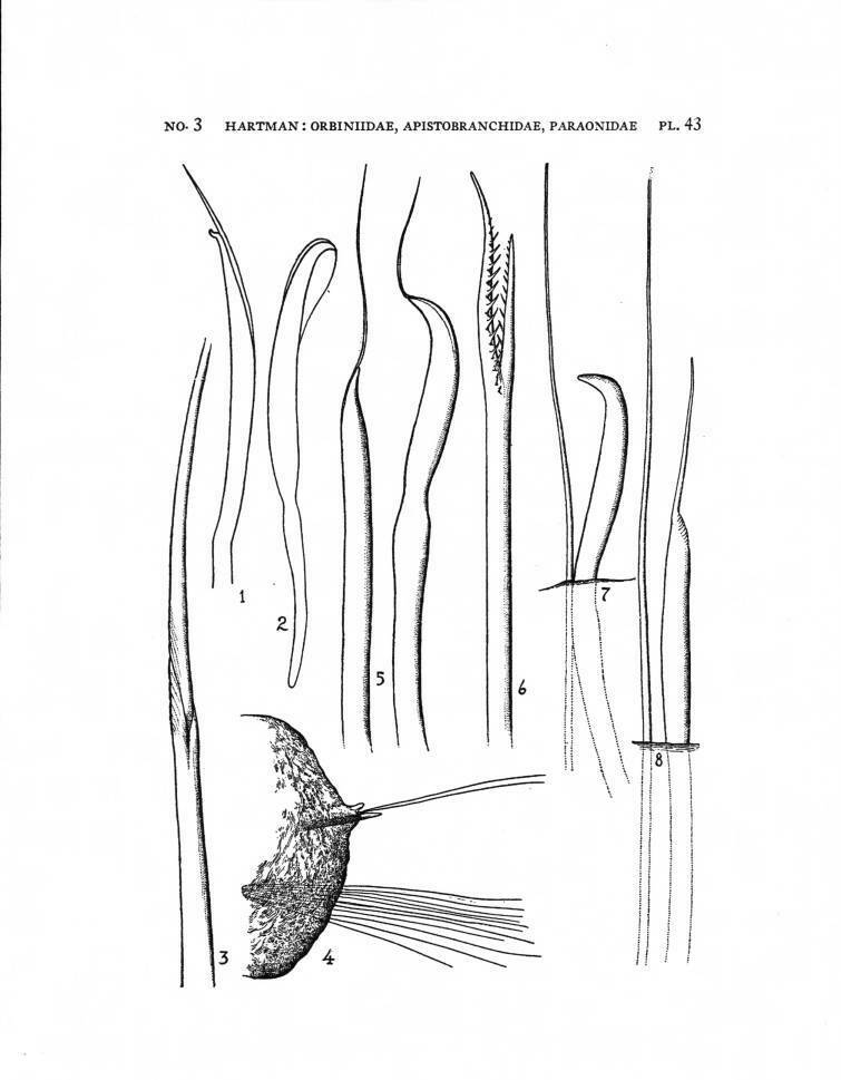 Aricidea suecica