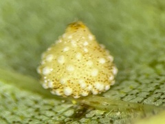 Caryomyia glebosa