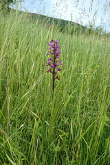 Anacamptis palustris elegans