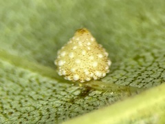 Caryomyia glebosa
