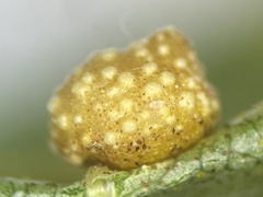 Caryomyia glebosa
