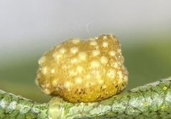 Caryomyia glebosa