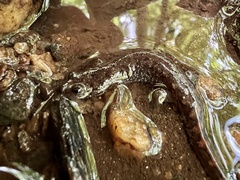 Desmognathus planiceps