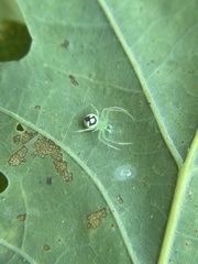 Araneus niveus