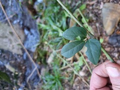 Rhoicissus revoilii