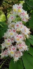 Aesculus hippocastanum