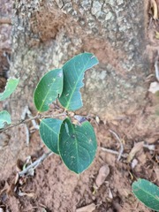 Acokanthera oppositifolia