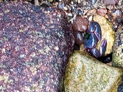Petrolisthes violaceus