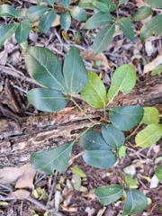 Rhoicissus revoilii