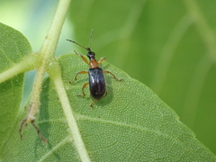 Eugnamptus angustatus