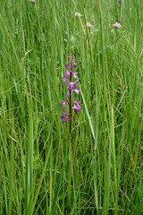 Anacamptis palustris elegans