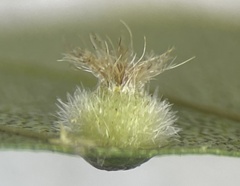 Phylloxera pilosula