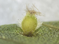 Phylloxera pilosula