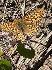 Speyeria callippe macaria