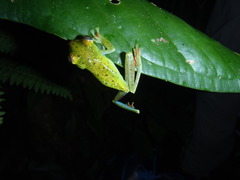 Boana rufitela
