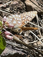 Speyeria callippe macaria