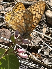 Speyeria callippe macaria