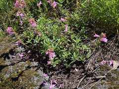 Penstemon fruticosus fruticosus