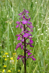 Anacamptis palustris elegans