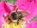 Bombus frigidus