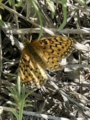 Speyeria callippe macaria