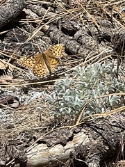 Speyeria callippe macaria