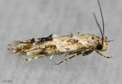 Mompha stellella