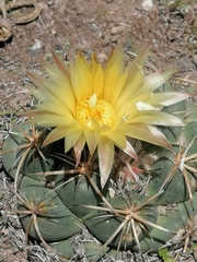 Coryphantha pycnacantha
