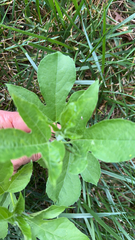 Passiflora incarnata
